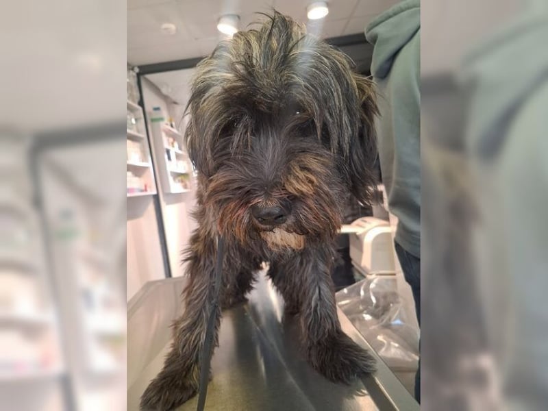 Robin, ein Rohdiamant