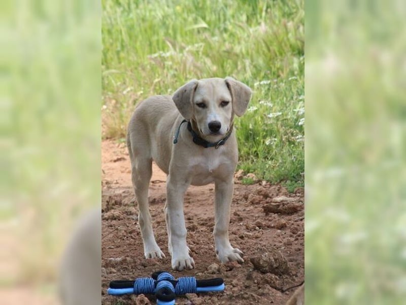 Robin, aufgeweckter, sozialer junger Rüde
