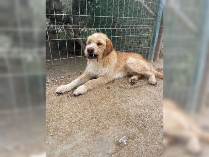 Max, der perfekte Begleiter