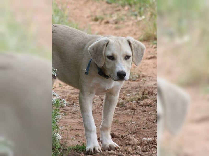 Robin, aufgeweckter, sozialer junger Rüde