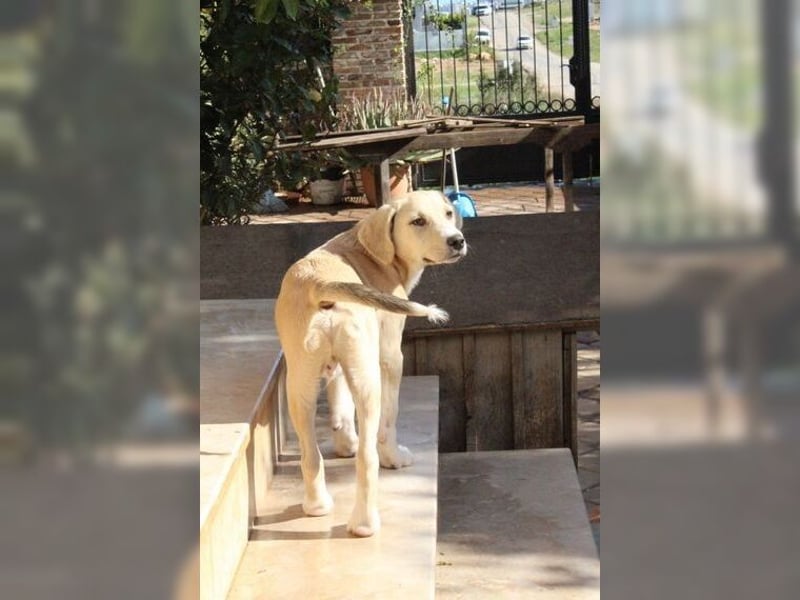 Robin, aufgeweckter, sozialer junger Rüde