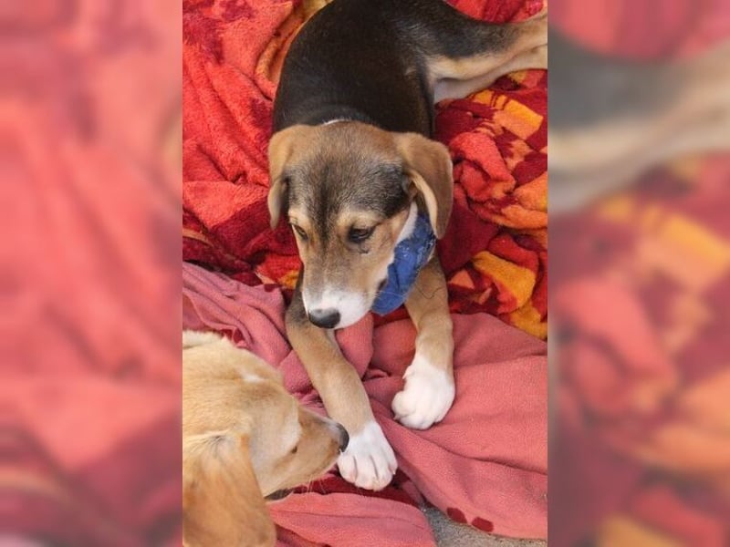 Henry, der sanfte Schatz wäre am liebsten Schosshund