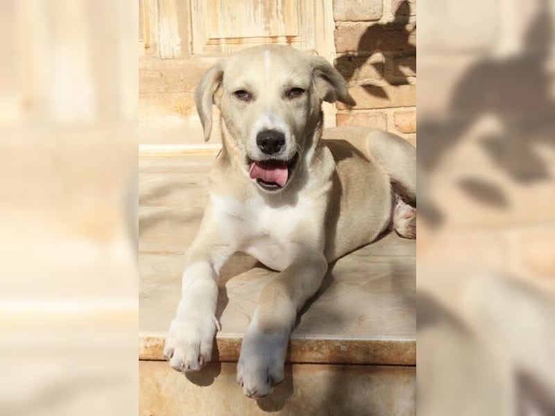 Robin, aufgeweckter, sozialer junger Rüde