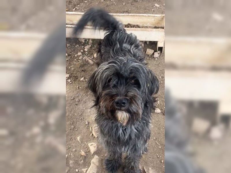 Robin, ein Rohdiamant