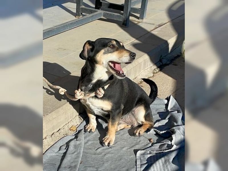 Boxy,eine gemütliche Hündin, Anfängerhund