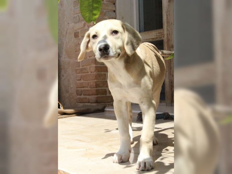 Robin, aufgeweckter, sozialer junger Rüde