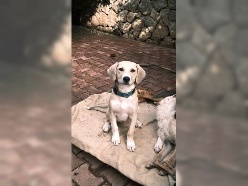 Robin, aufgeweckter, sozialer junger Rüde