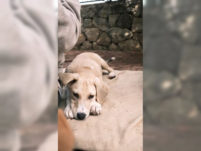 Robin, aufgeweckter, sozialer junger Rüde