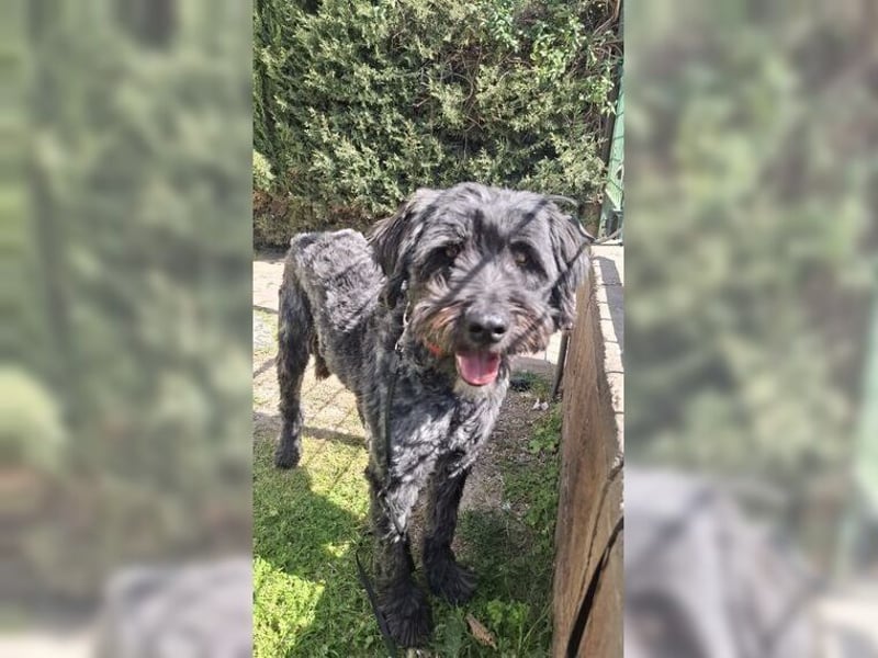 Robin, ein Rohdiamant