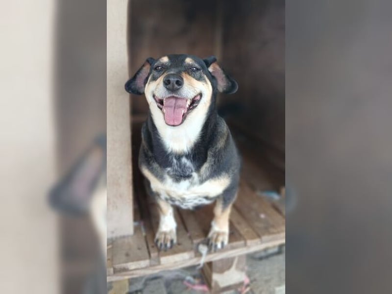 Boxy,eine gemütliche Hündin, Anfängerhund