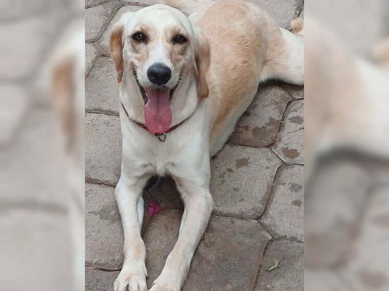 Lotti ist der perfekte Familienhund