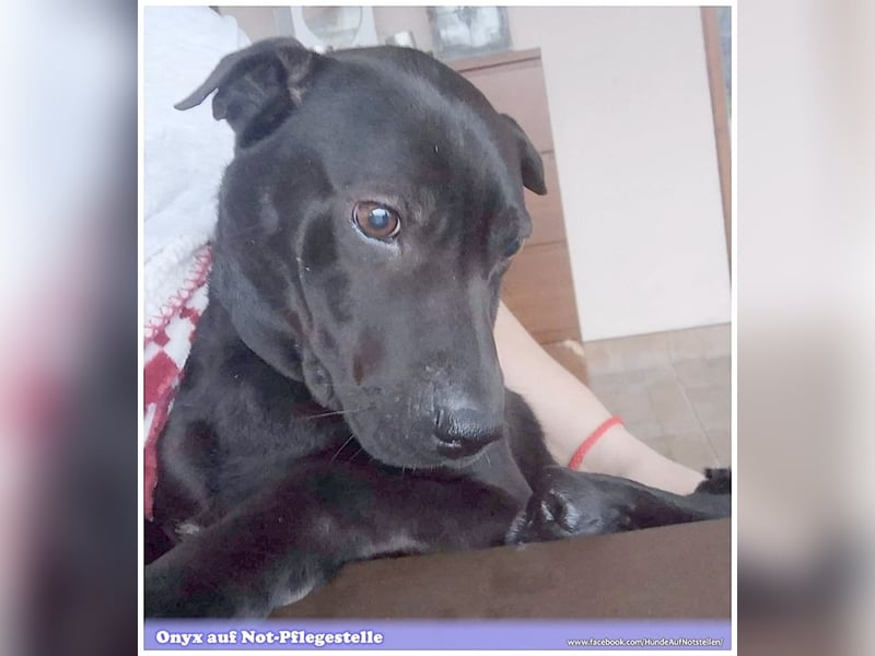 ONYX, ein Traumhund. Da Listenmix darf er nicht nach Deutschland
