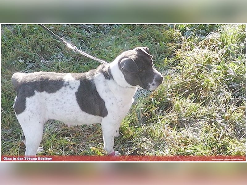 GINA, Listenmix. Darf leider nicht nach Deutschland