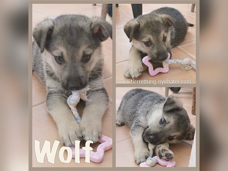 WOLF, zuckersüsser Fratz