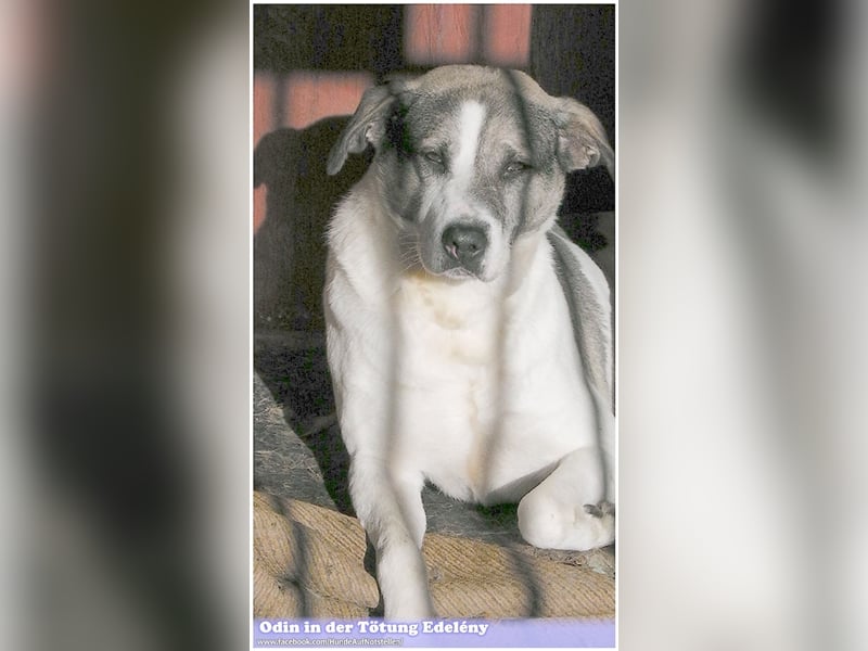 ODIN, wann findet er endlich sein Glück? Sucht erfahrene Menschen