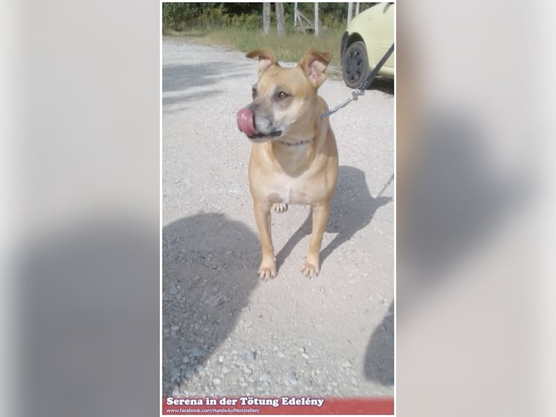 SERENA, eine Traummaus