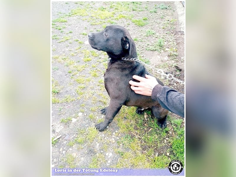 LORIS, vom Besitzer einfach entsorgt. Darf nicht nach Deutschland, da Listenmix