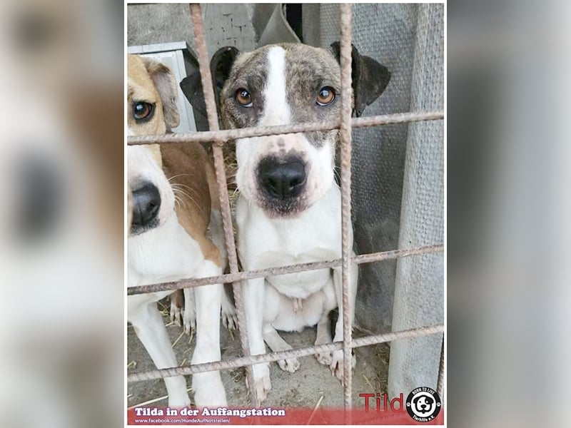 TILDA, liebevolle Maus, ging duch die Hölle. Darf nicht nach Deutschland, da Listen-Mix