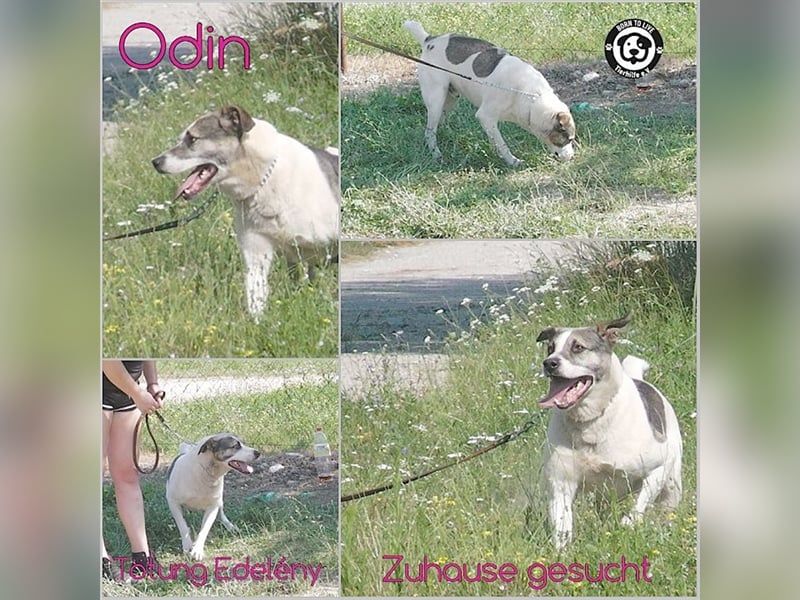 ODIN, wann findet er endlich sein Glück? Sucht erfahrene Menschen