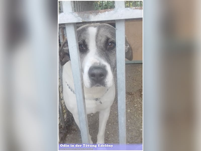 ODIN, wann findet er endlich sein Glück? Sucht erfahrene Menschen