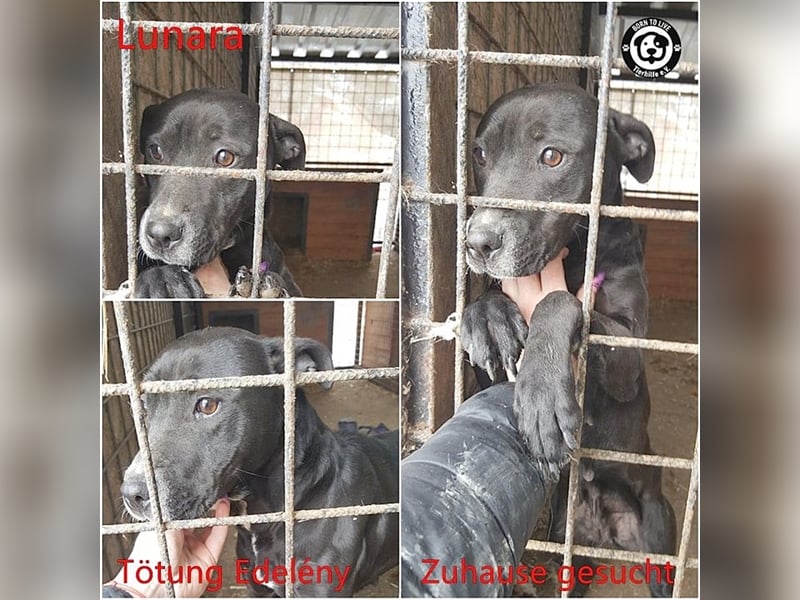 LUNARA, bildhübsche schwarze Maus. NOTFALL