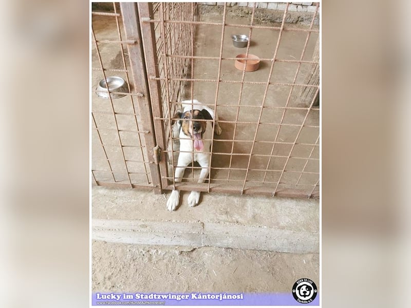 LUCKY, ganz amer Tropf. Sucht dringend ein Zuhause