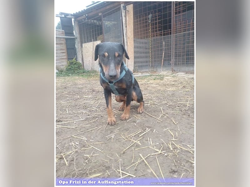 FRIZI, lieber Hundeopi sucht ein Zuhause für immer 