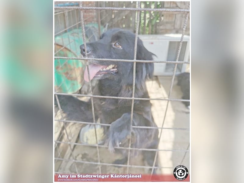 AMY, zuckersüsse Hummel