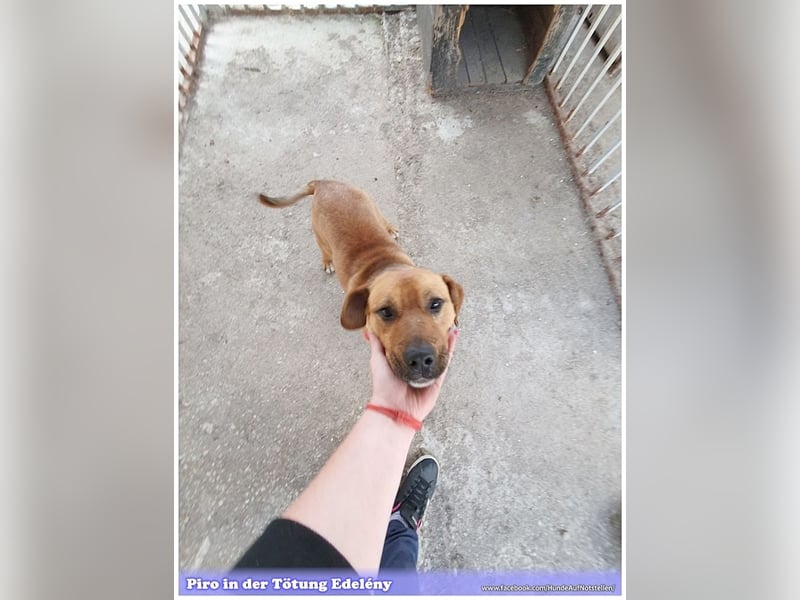 PIRO, Traumbub. Da Listenmix darf er NICHT nach Deutschland