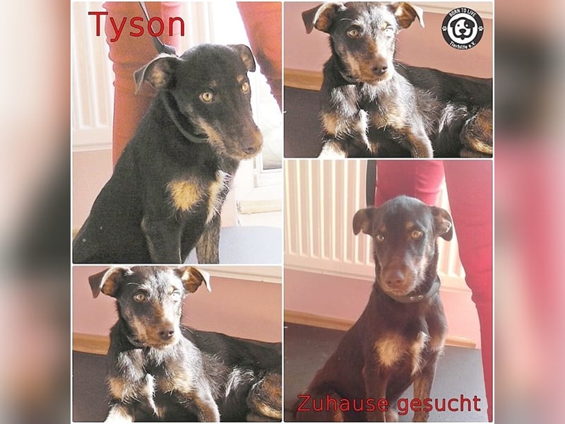 TYSON, der Kämpfer. Leider mit Handicap. Sucht Menschen mit viel Herz und Erfahrung