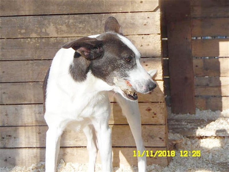 ZIZZ, wird sie je ein Zuhause finden? Sucht erfahrene Menschen