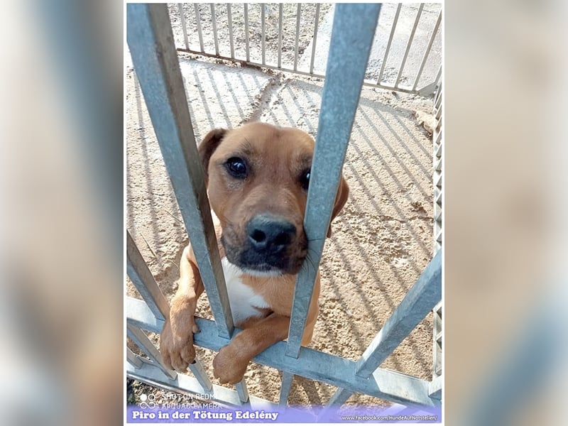 PIRO, Traumbub. Da Listenmix darf er NICHT nach Deutschland