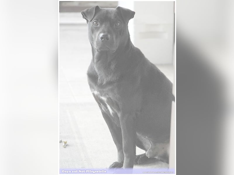ONYX, ein Traumhund. Da Listenmix darf er nicht nach Deutschland