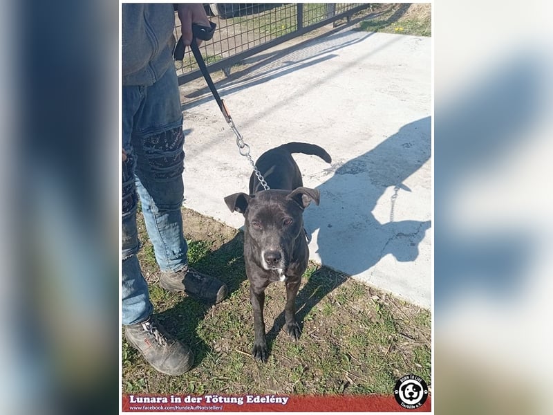 LUNARA, bildhübsche schwarze Maus. NOTFALL