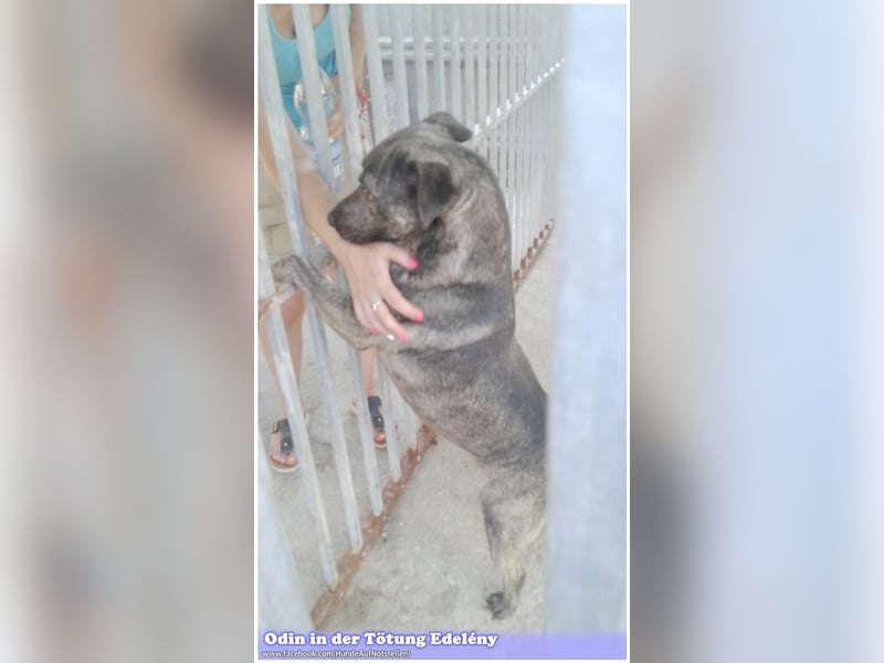 ODIN, sucht erfahrene Menschen