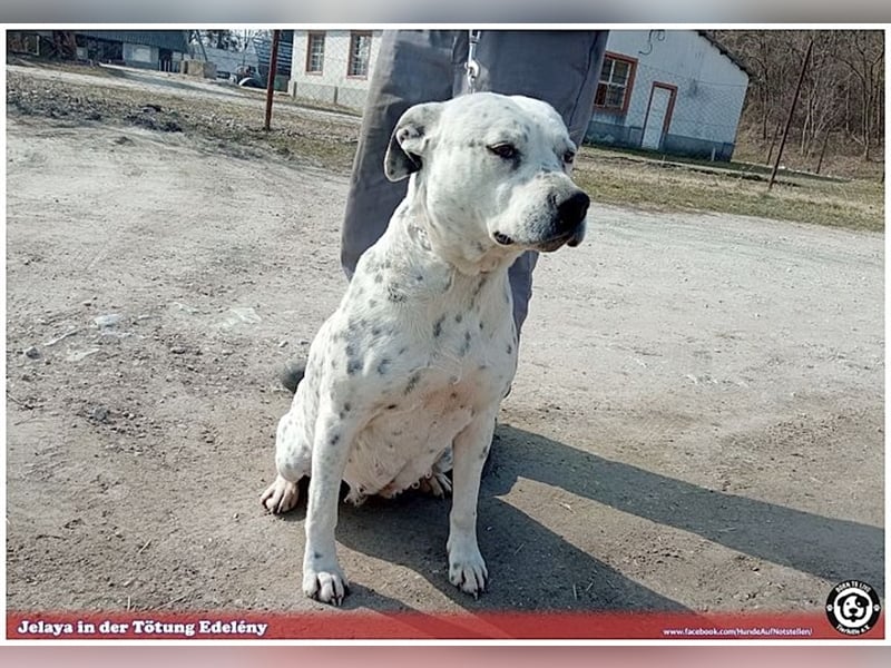 JELAYA, megaliebe Maus. Darf NICHT nach Deutschland, da Listen-Mix