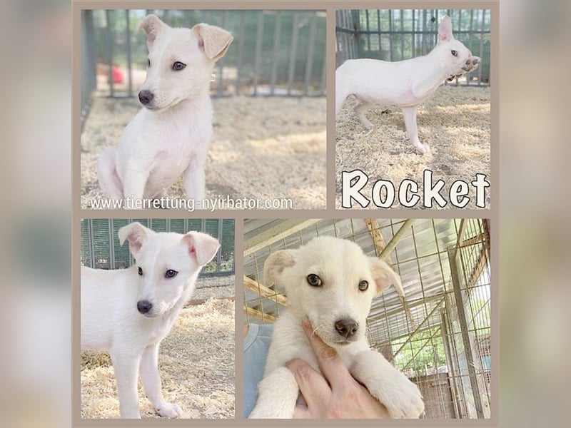 ROCKET, zuckesüsser Fratz