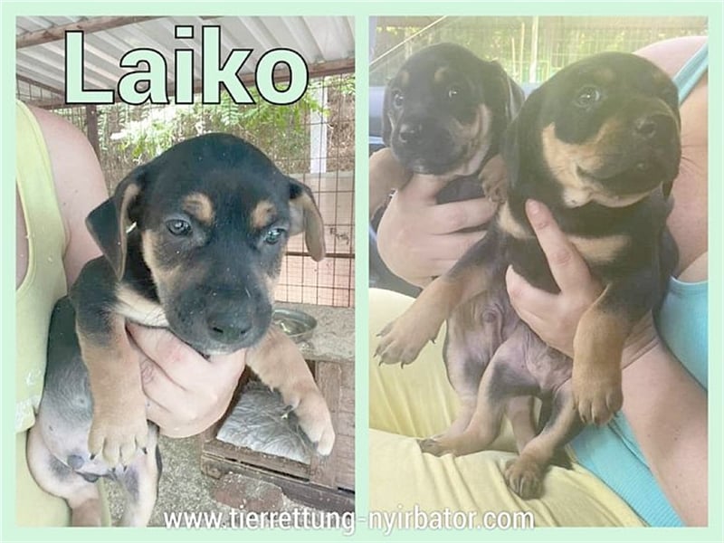 LEIKO, zuckersüsser Fratz