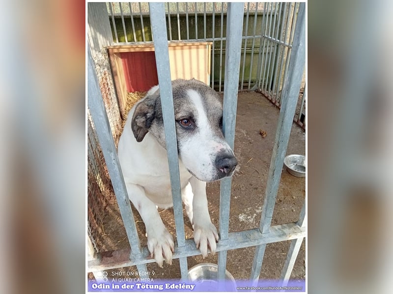 ODIN, wann findet er endlich sein Glück? Sucht erfahrene Menschen