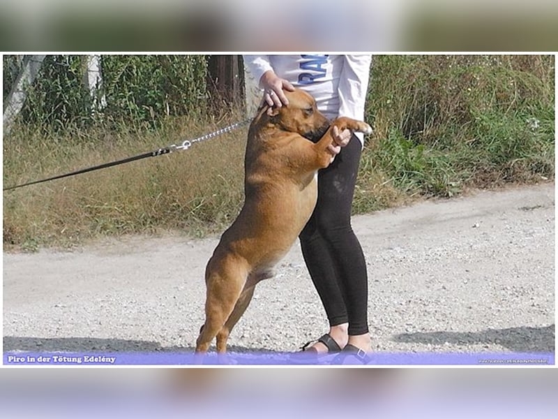 PIRO, Traumbub. Da Listenmix darf er NICHT nach Deutschland