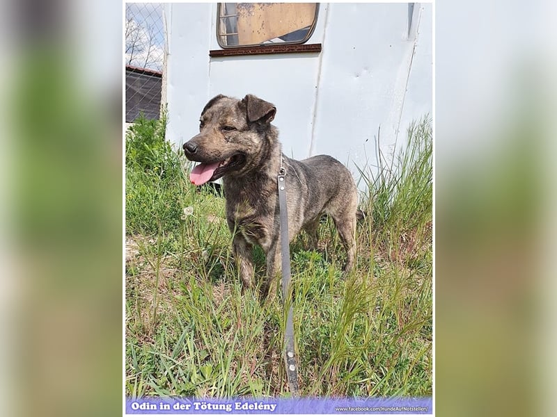 ODIN, sucht erfahrene Menschen