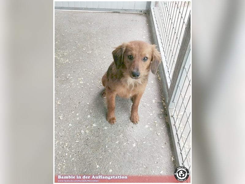 BAMBIE, bildhübsche Maus