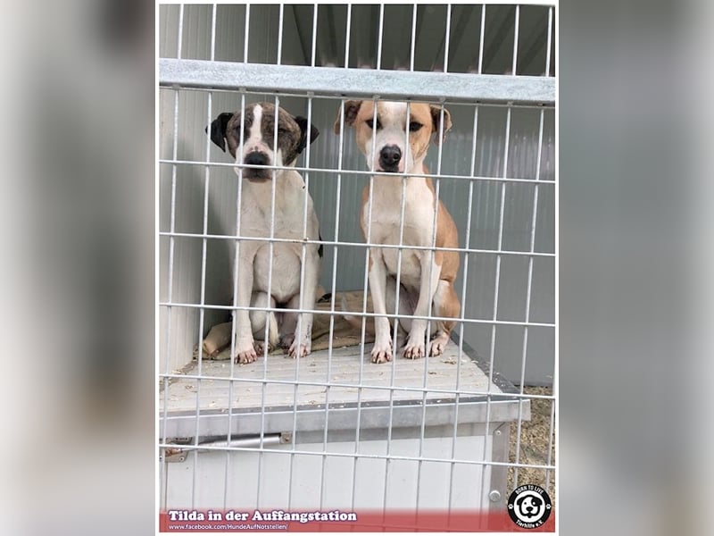 TILDA, liebevolle Maus, ging duch die Hölle. Darf nicht nach Deutschland, da Listen-Mix