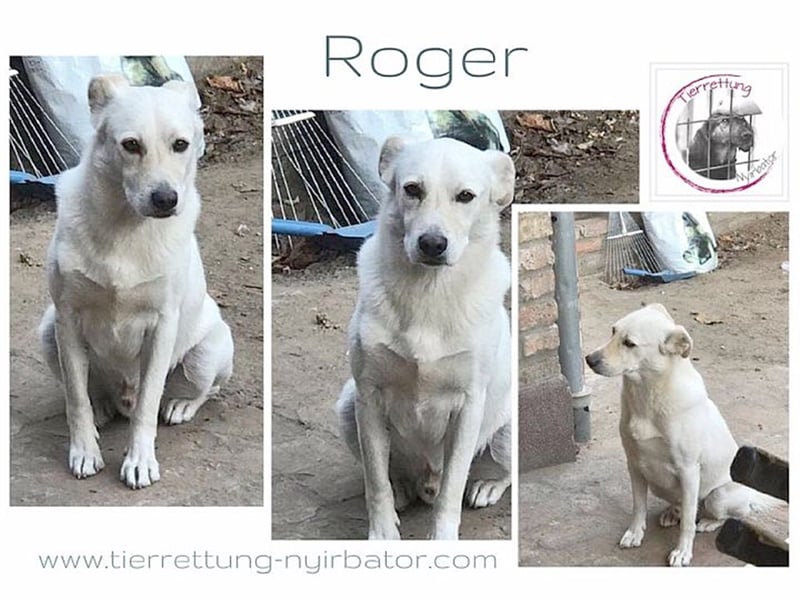 ROGER, wartet schon so lange auf ein Zuhause. Sucht Menschen mit viel Liebe  und Geduld