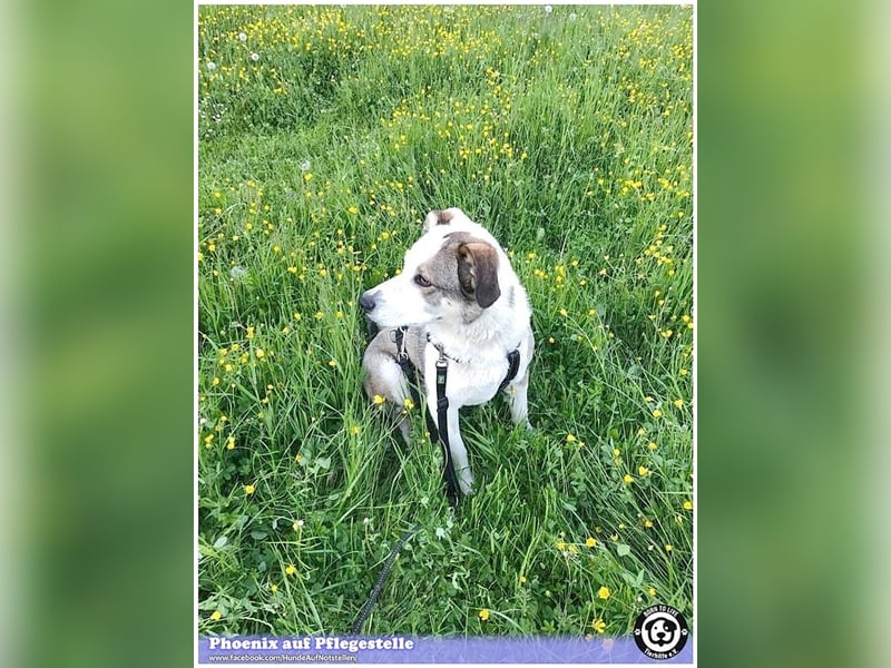 PHOENIX,  sucht erfahrene Halter. Bereits in Deutschland auf Pflegestelle