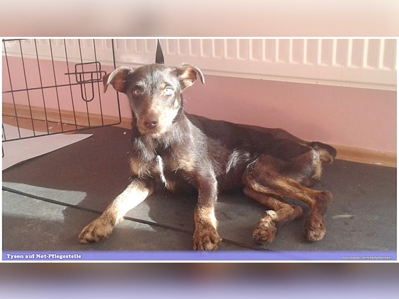 TYSON, der Kämpfer. Leider mit Handicap. Sucht Menschen mit viel Herz und Erfahrung