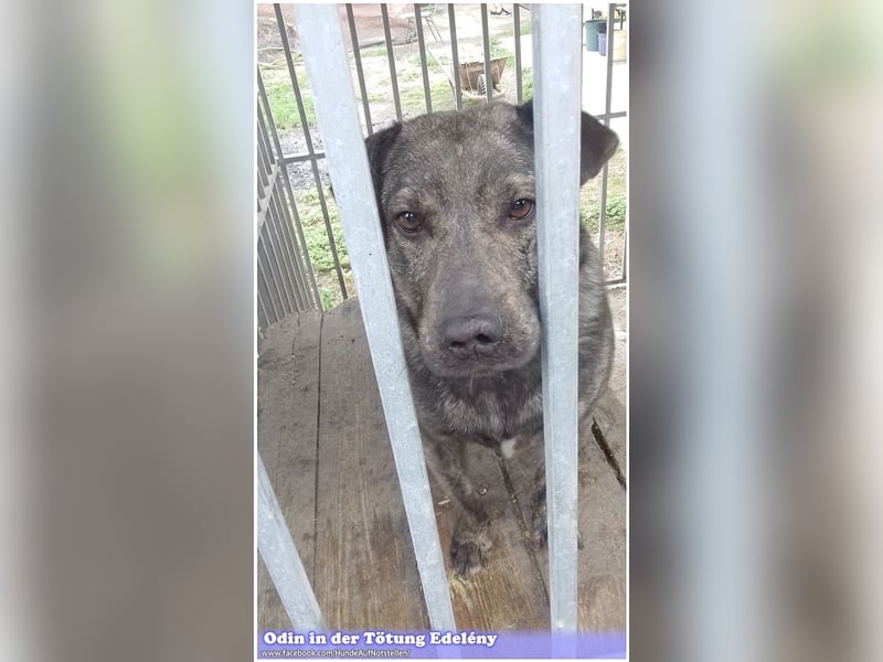 ODIN, sucht erfahrene Menschen