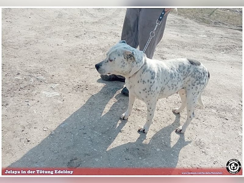 JELAYA, megaliebe Maus. Darf NICHT nach Deutschland, da Listen-Mix