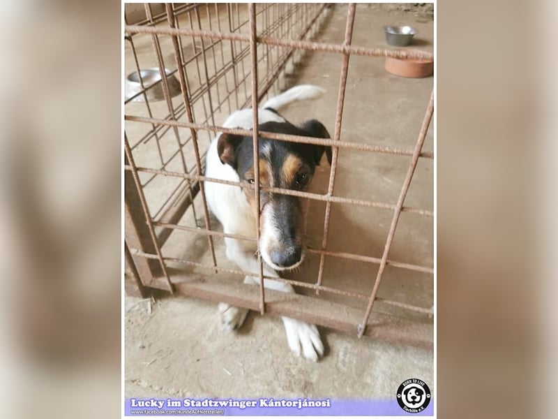 LUCKY, ganz amer Tropf. Sucht dringend ein Zuhause