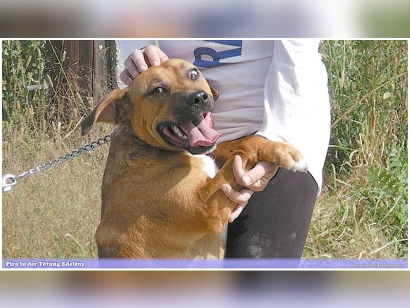 PIRO, Traumbub. Da Listenmix darf er NICHT nach Deutschland